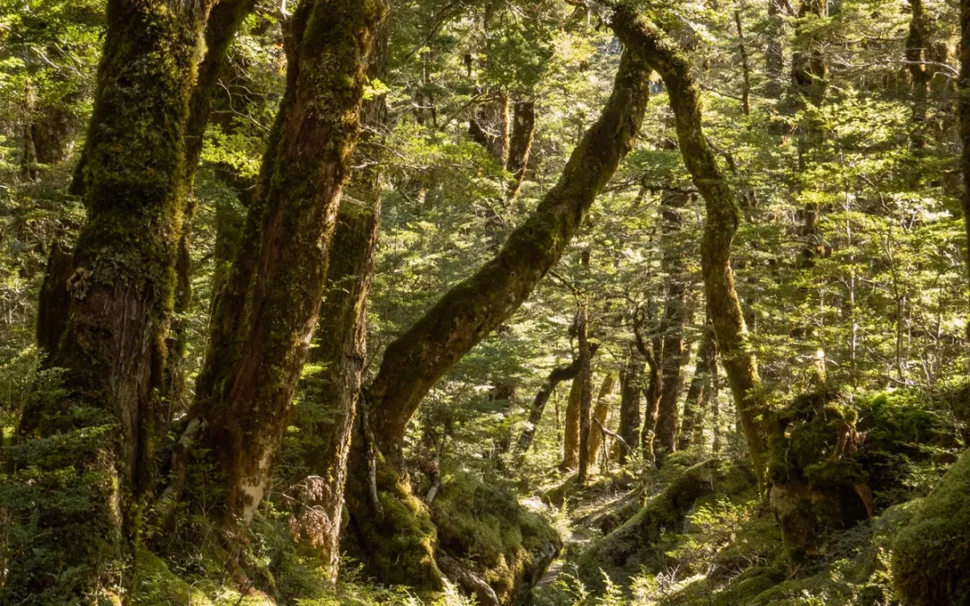 forest-bathing