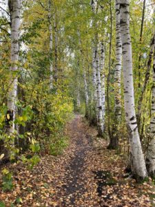 green and brown trees during daytime